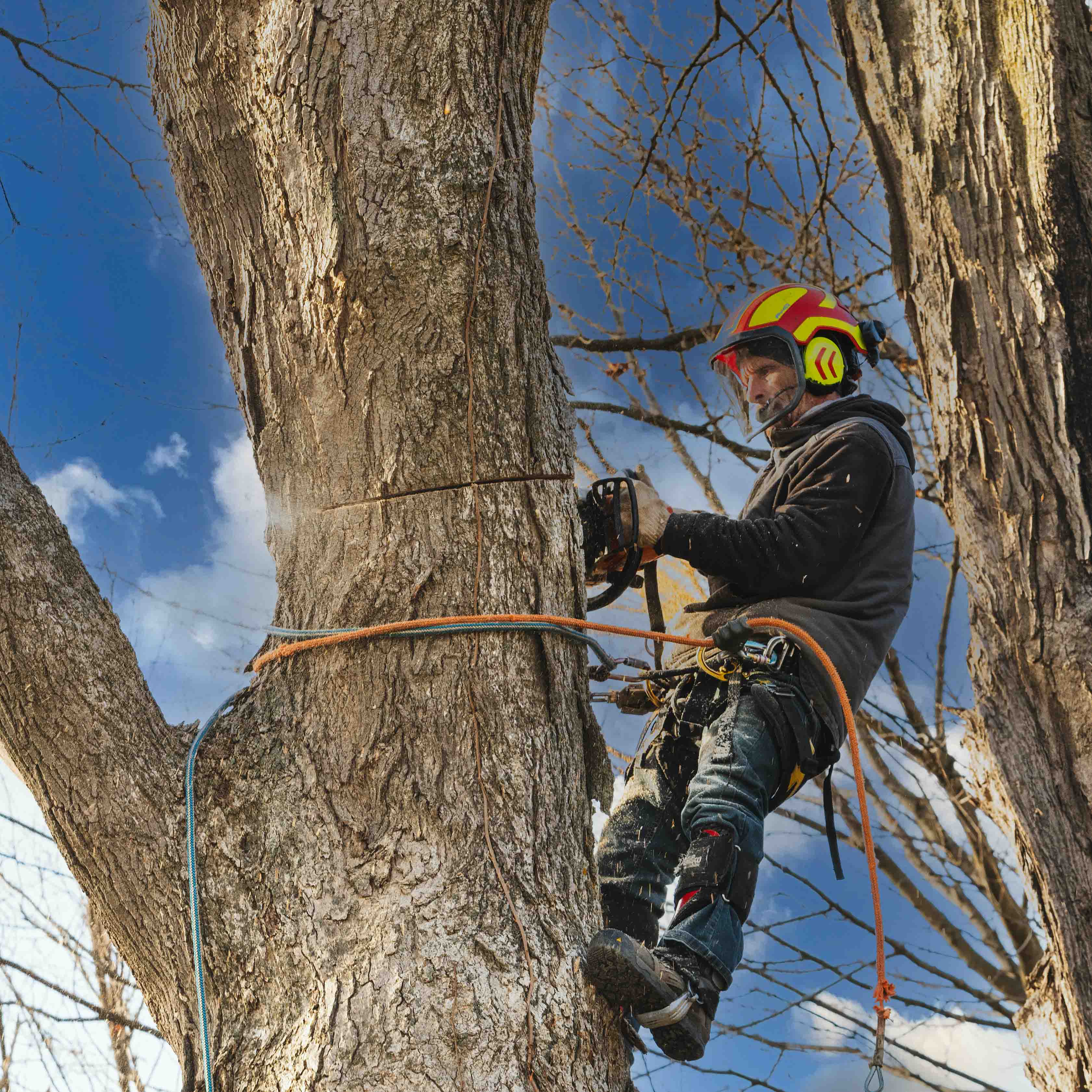 Tree Services: an Experienced Climber at work (Advantage Tree Service) advantage tree service-service operations photography - upstate NY